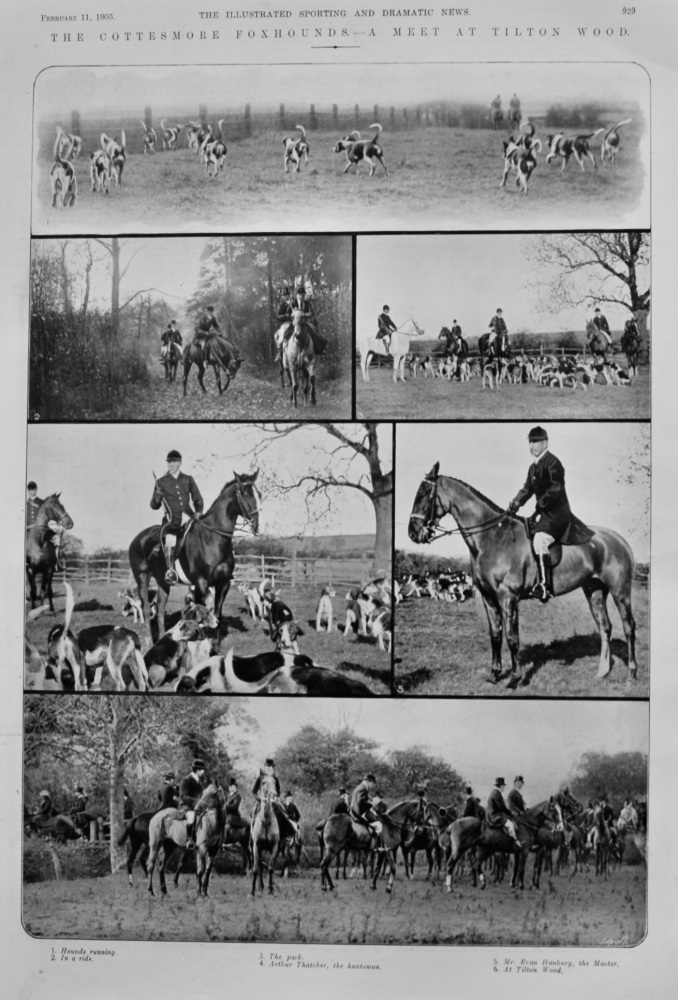 The Cottesmore Foxhounds.- A Meet at Tilton Wood.  1905.