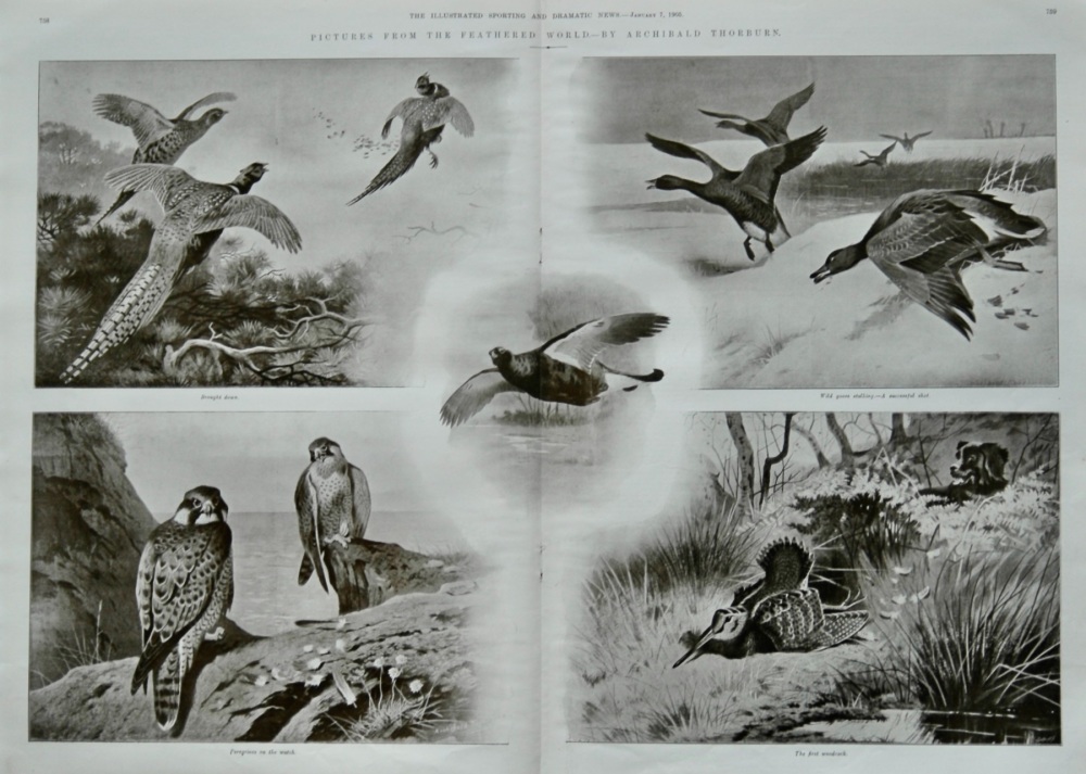 Pictures from the Feathered World.- By Archibald Thorburn.  1905.