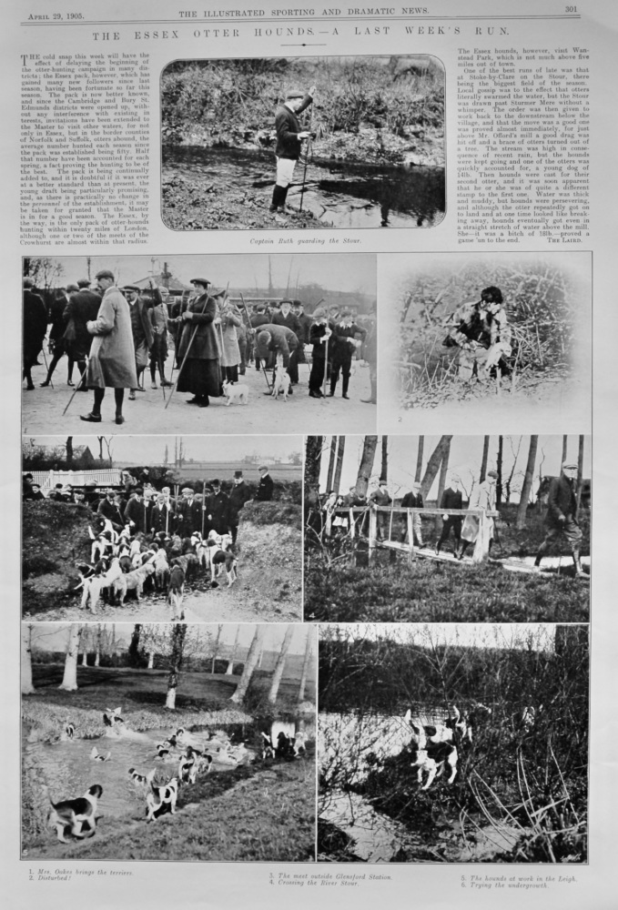 The Essex Otter Hounds.- A Last Week's Run.  1905.