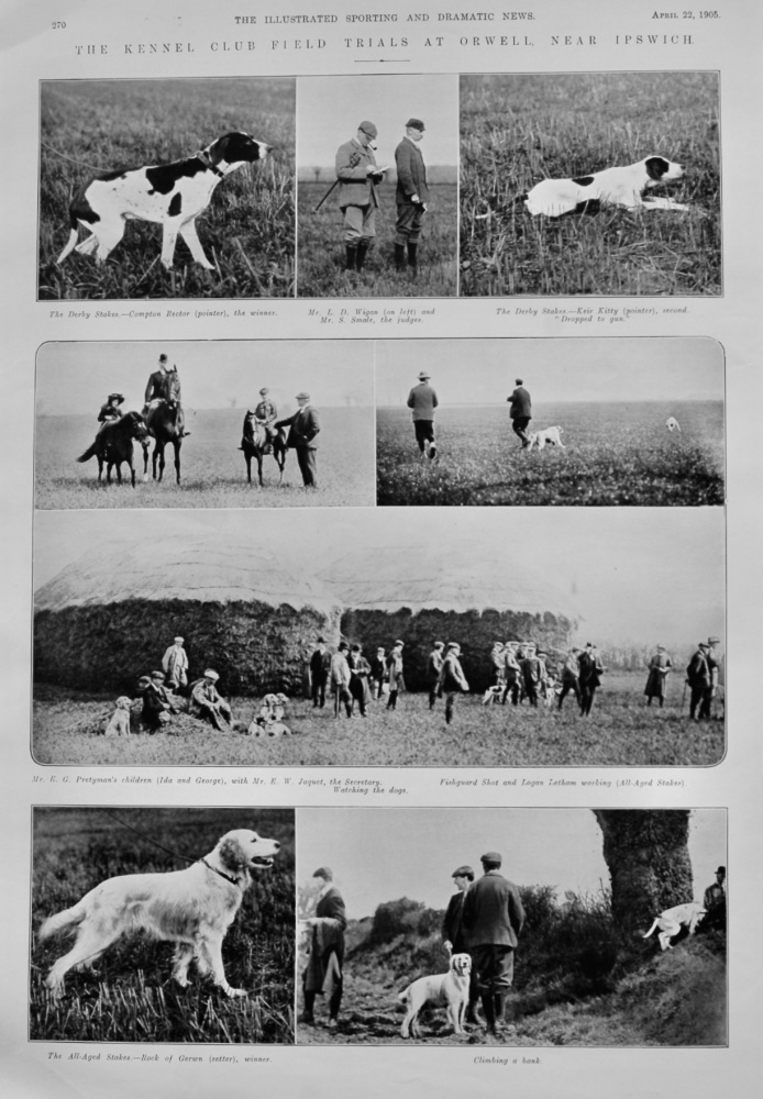 The Kennel Club Field Trials at Orwell near Ipswich.  1905.