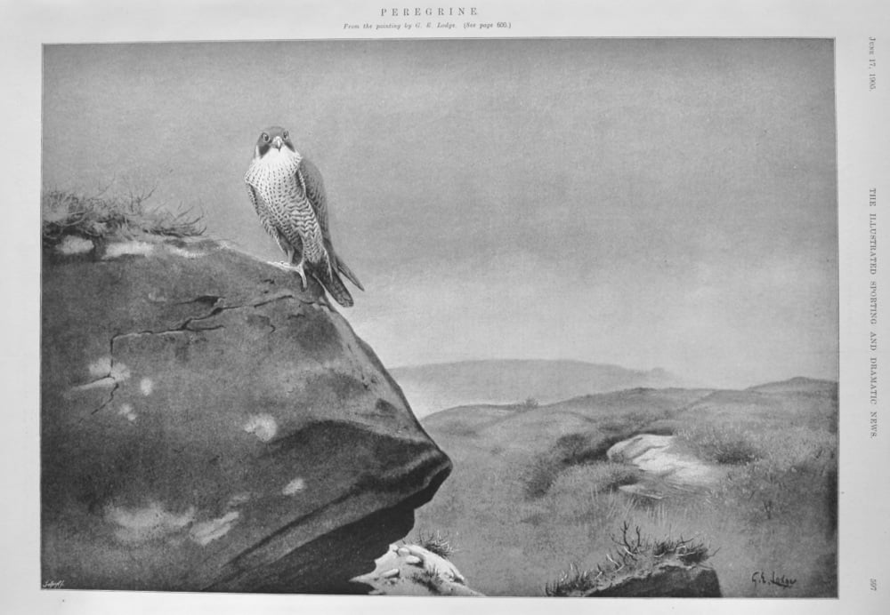 Peregrine. (From the painting by G. E. Lodge.)  1905.