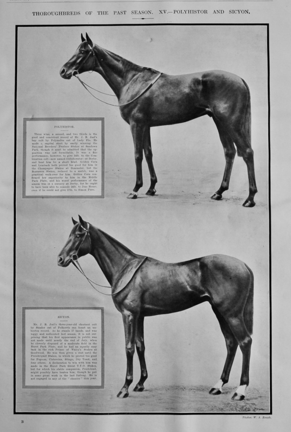 Thoroughbreds of the Past Season. XV.- Polyhistor and Sicyon.  1922.