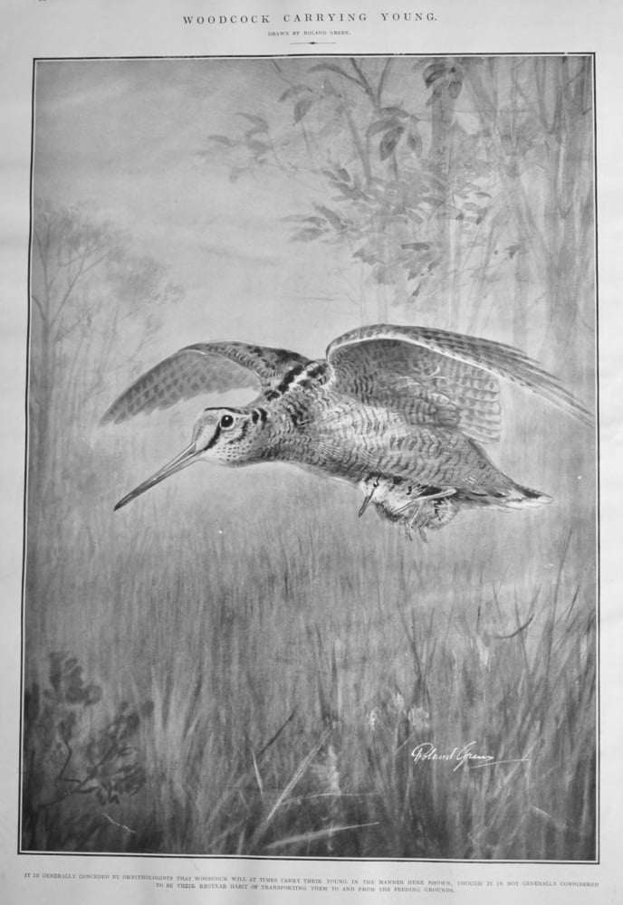 Woodcock Carrying Young.  1922.  (Drawing).