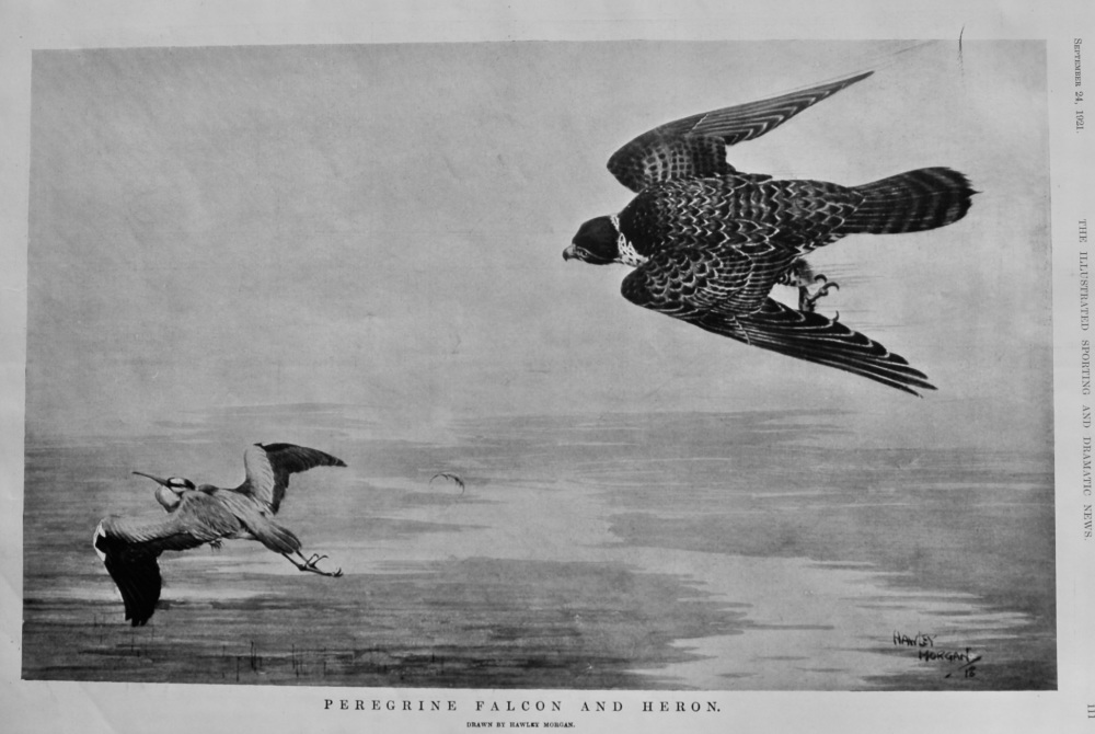 Peregrine Falcon and Heron.  1921.