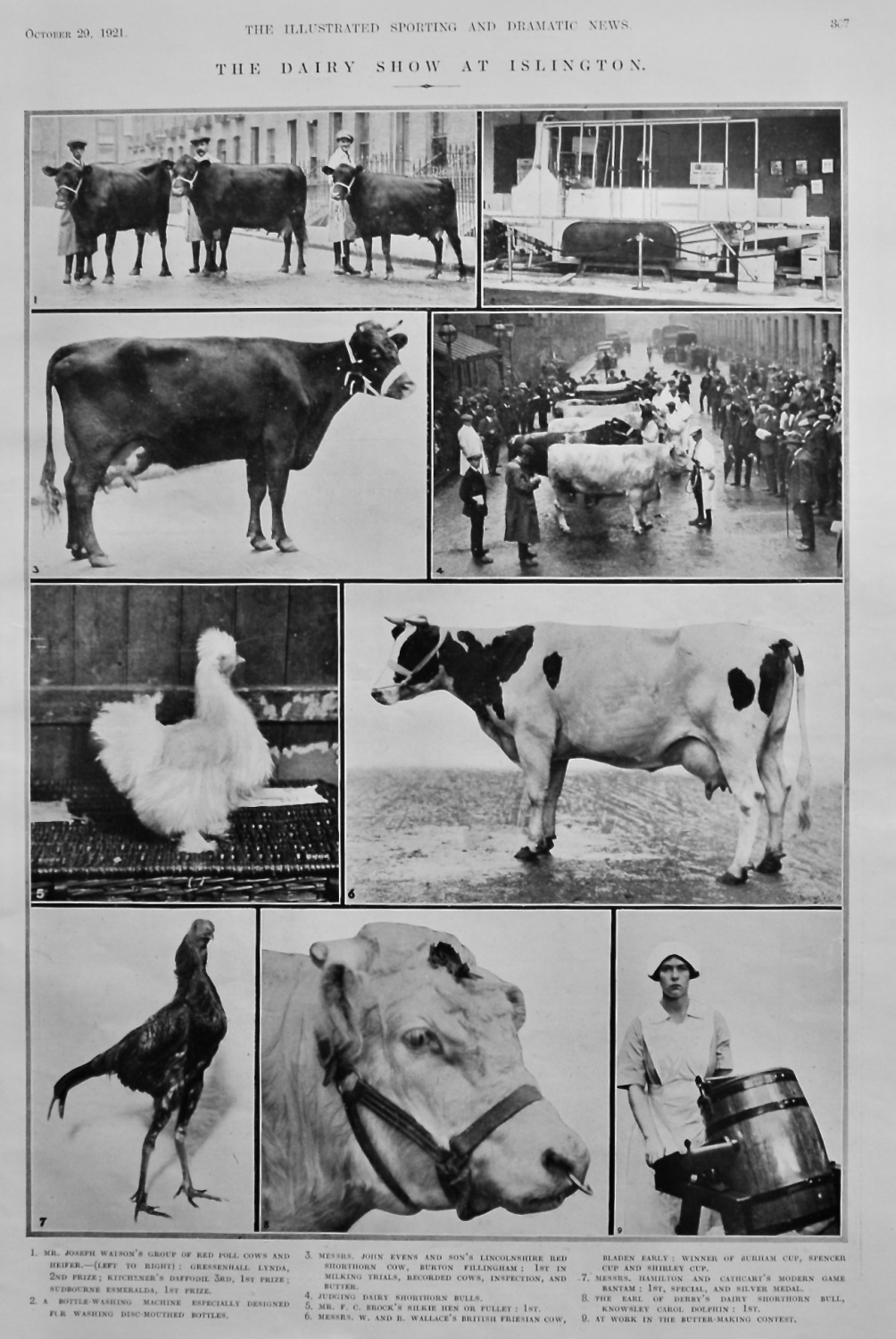 The Dairy Show at Islington.  1921.