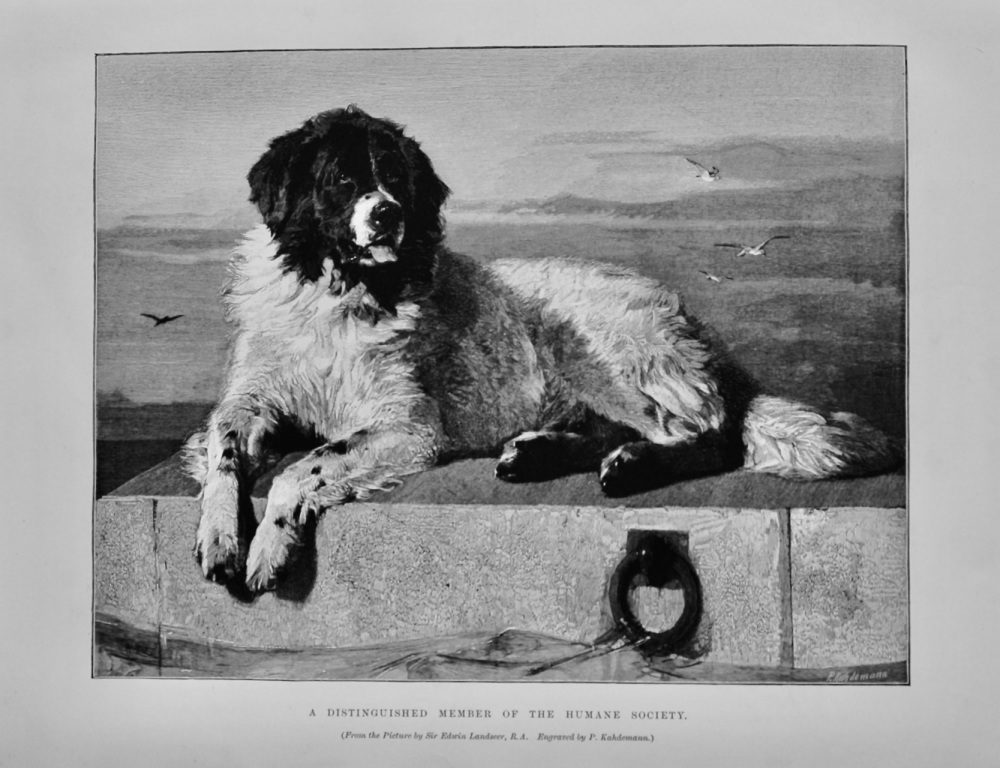 A Distinguished Member of the Humane Society.  1890.