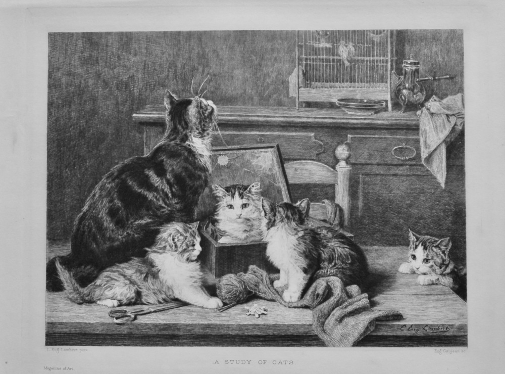 A Study of Cats.  1891.