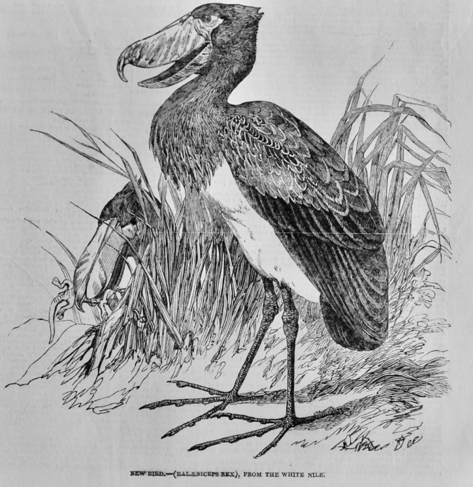 New Bird.-(Balaeniceps Rex), from the White Nile.  1851.