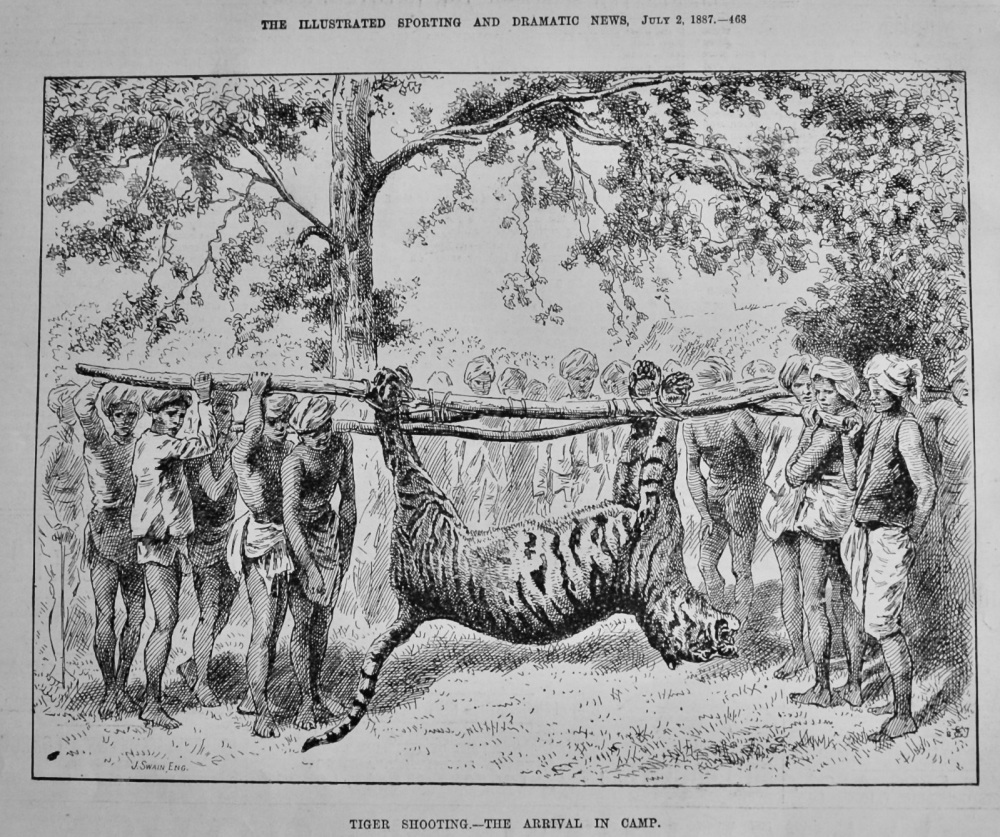 Tiger Shooting.- The Arrival in Camp.  1887.