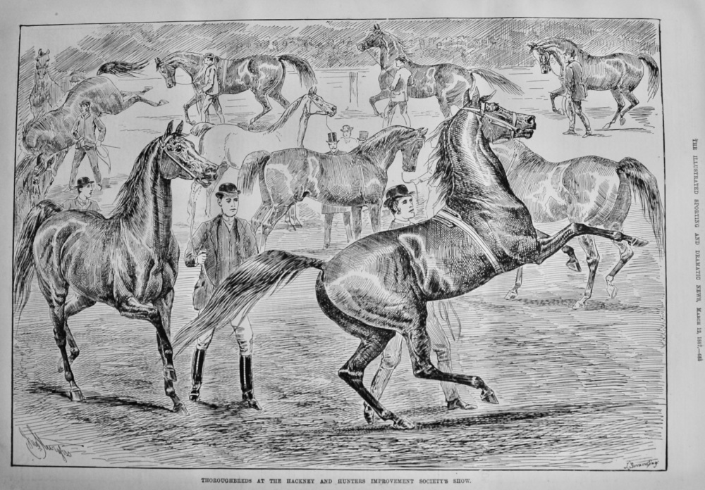 Thoroughbreds at the Hackney and Hunters Improvement Society's Show.  1887.