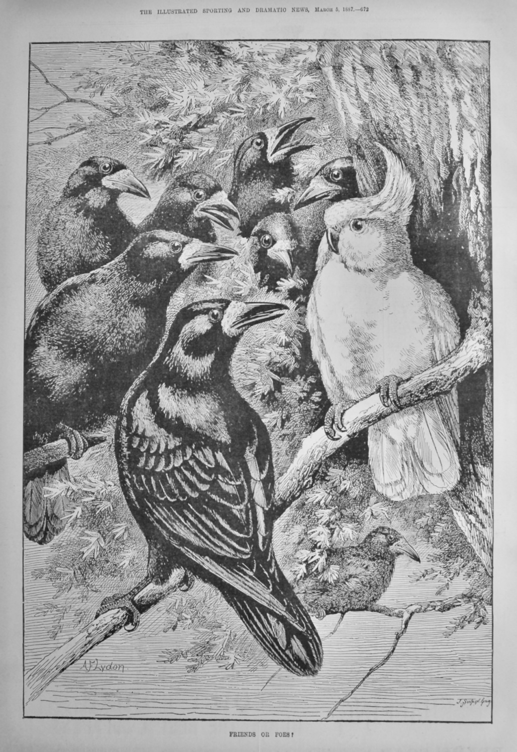 Friends or Foes ?.   1887. (Birds).