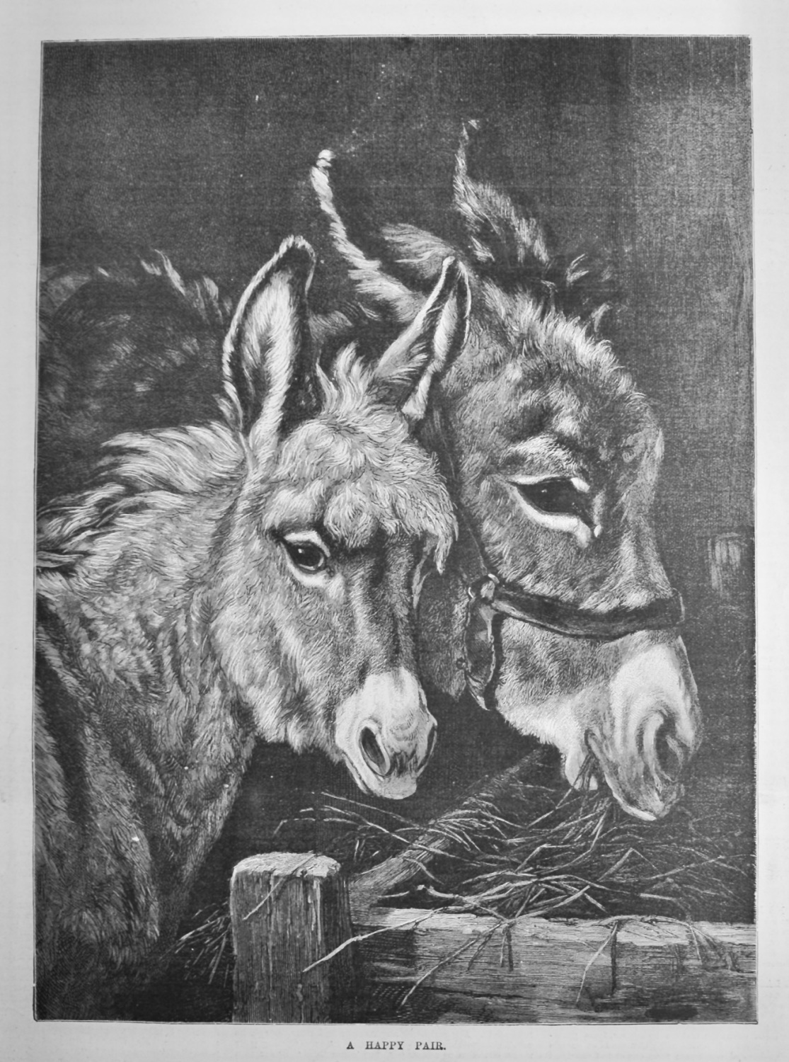 A Happy Pair.  1887.  (Donkey)