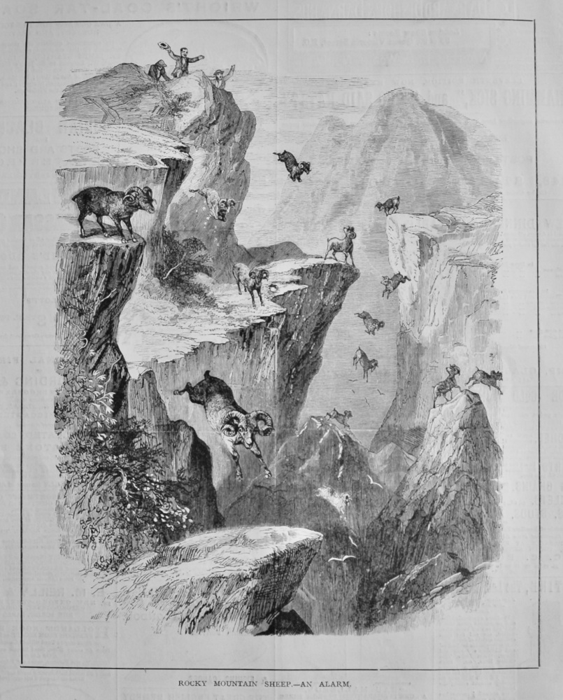 Rocky Mountain Sheep.- An Alarm.  1878.