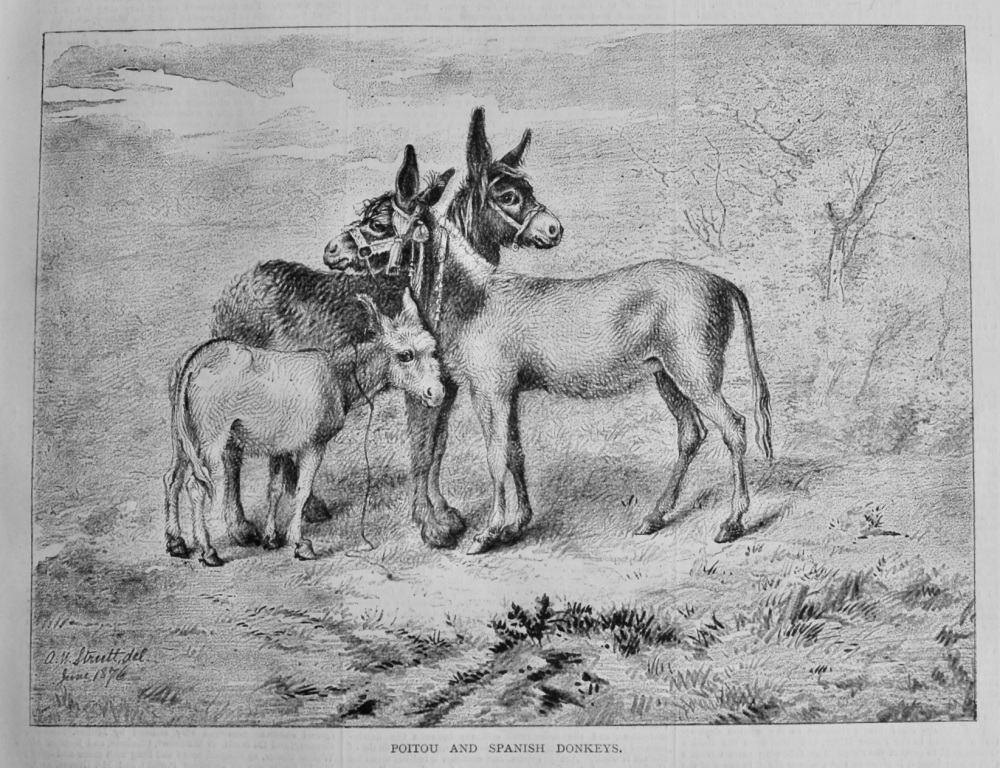 Poitou and Spanish Donkeys.  1878.