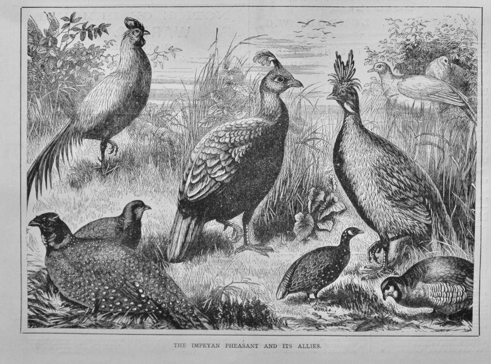 The Impeyan Pheasant and Its Allies.  1879.