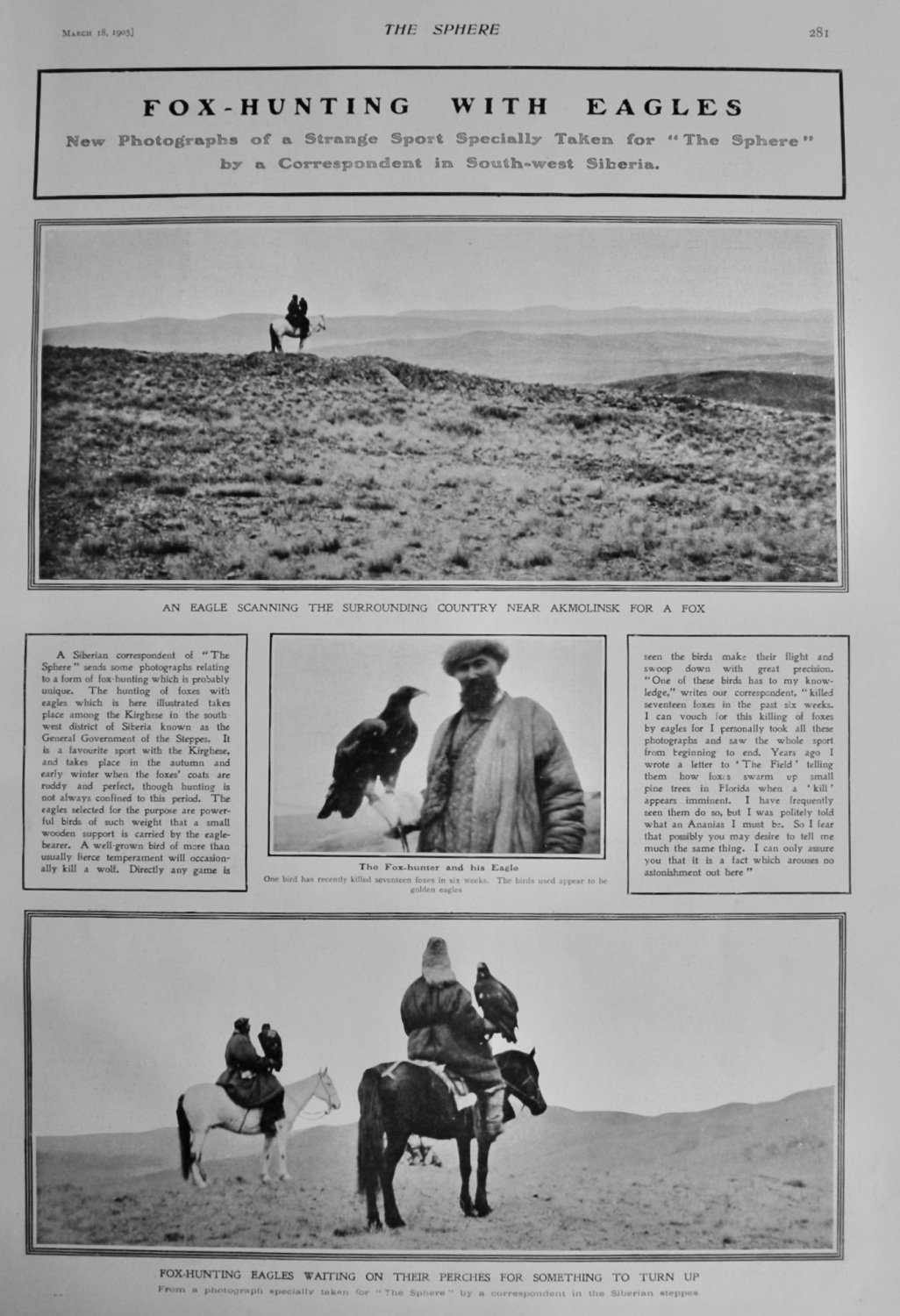 Fox-Hunting with Eagles.  1905.