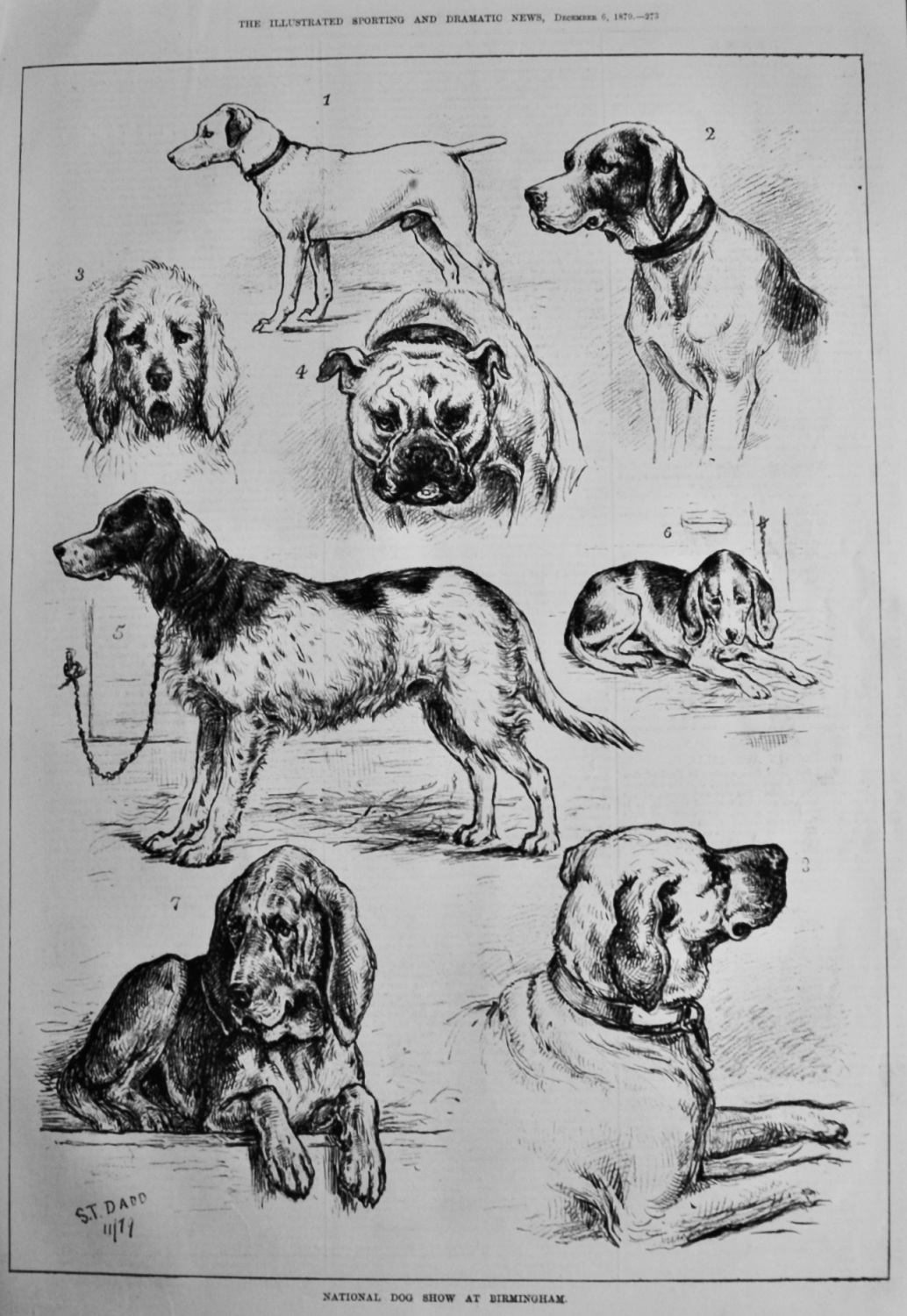 National Dog Show at Birmingham.  1879.