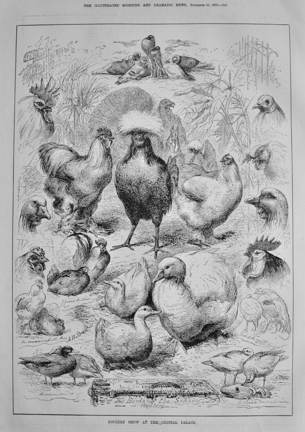 Poultry Show at the Crystal Palace.  1879.