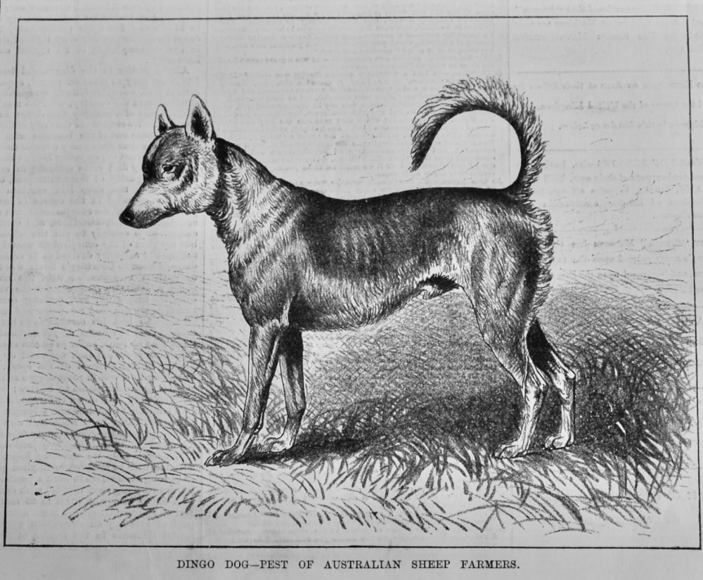 Dingo Dog-Pest of Australian Sheep Farmers. 1879.
