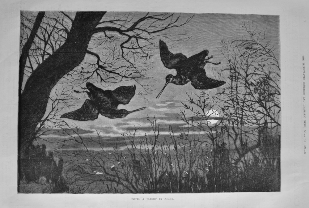 Snipe :  A Flight by Night.  1879.