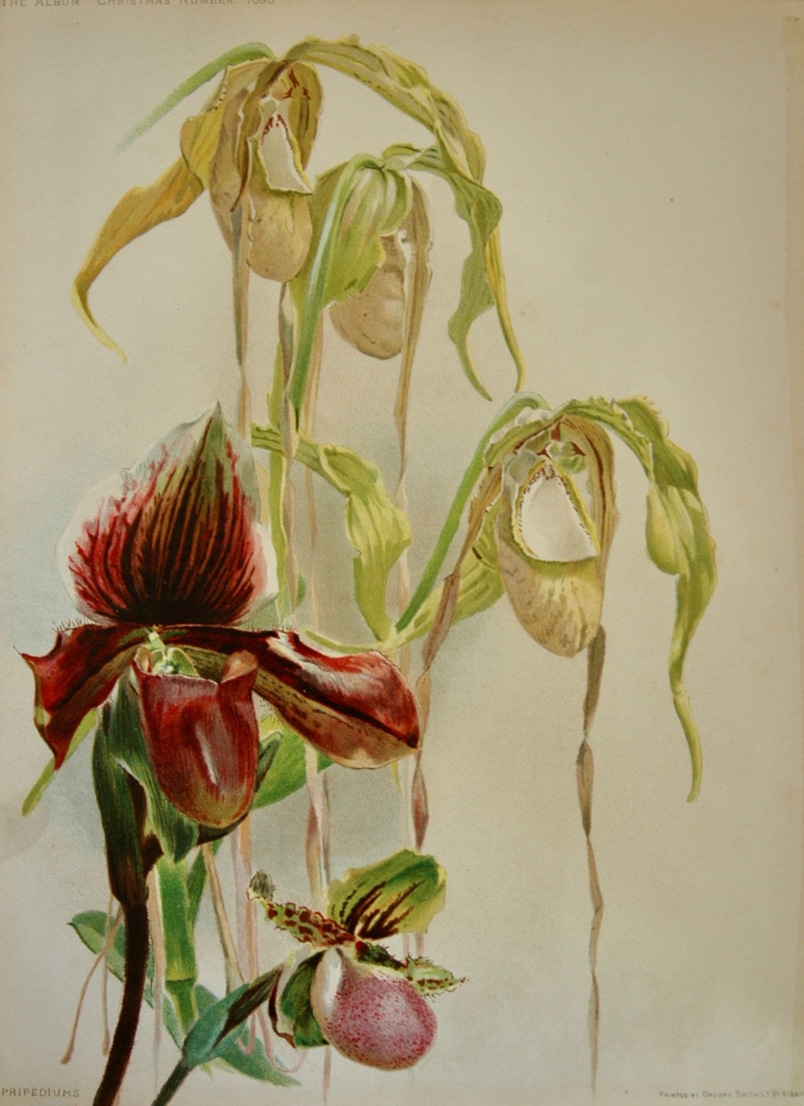 Butterfly Orchid - 1895