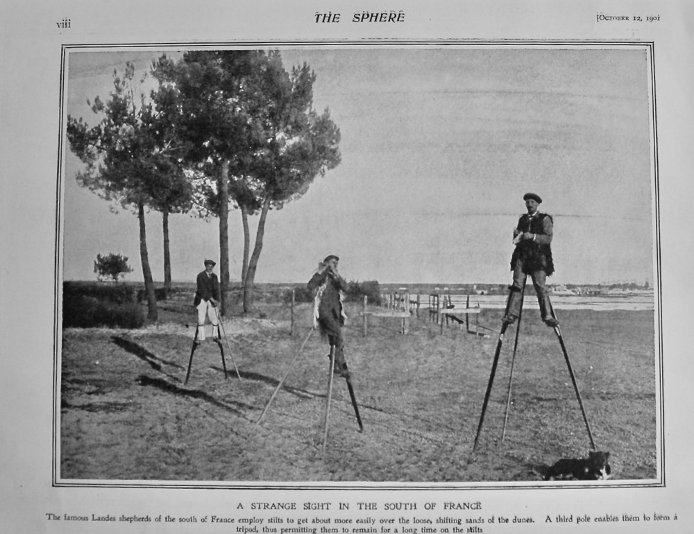 A Strange Sight in the South of France. (Landes Shepherds)  1901.