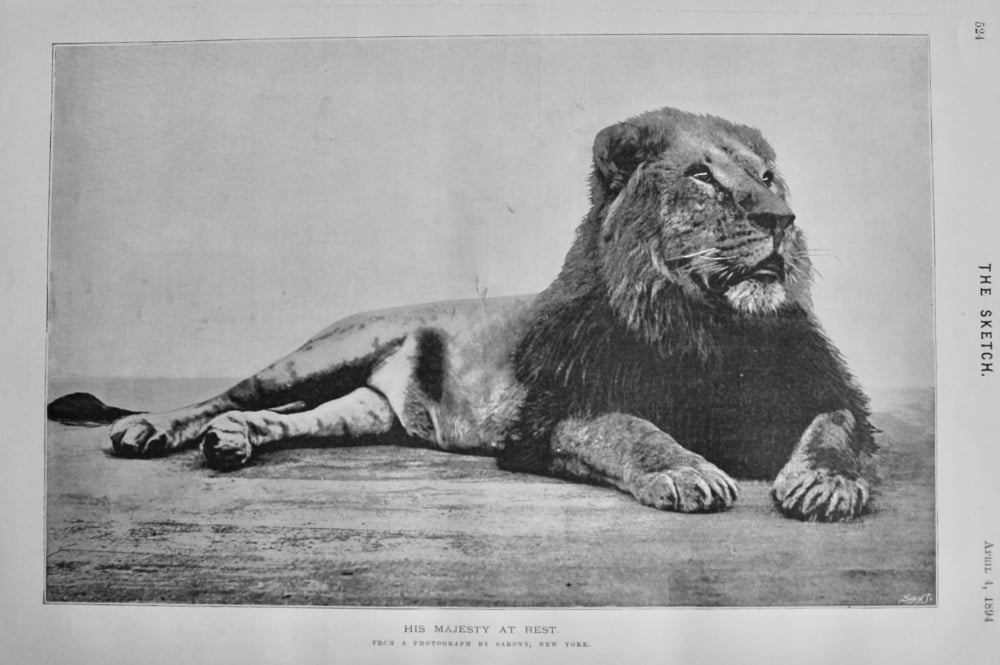 His Majesty at Rest.  1894.