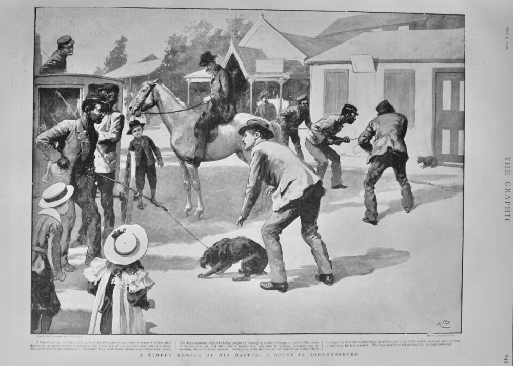A Timely Rescue by His Master :  A Scene in Johannesburg.  1900.