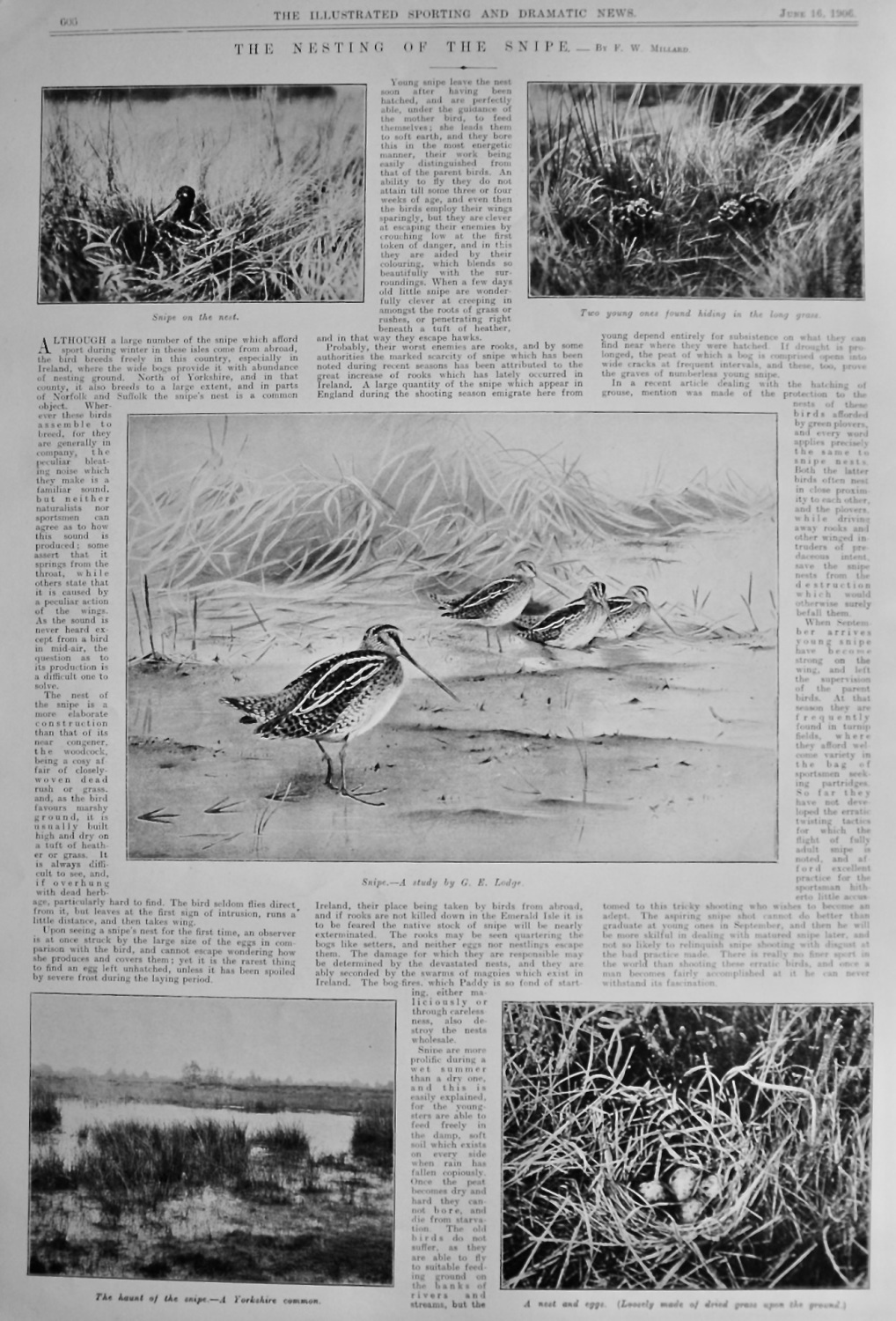 The Nesting of the Snipe.  1906.