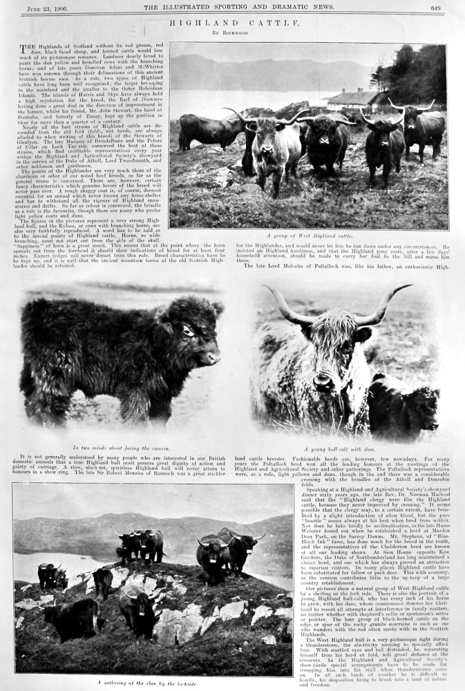 Highland Cattle.  1906.