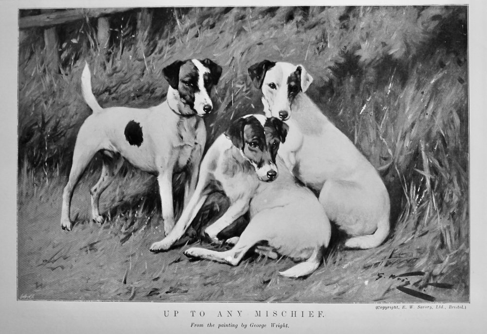 Up to Any Mischief. (Dogs). 1906.