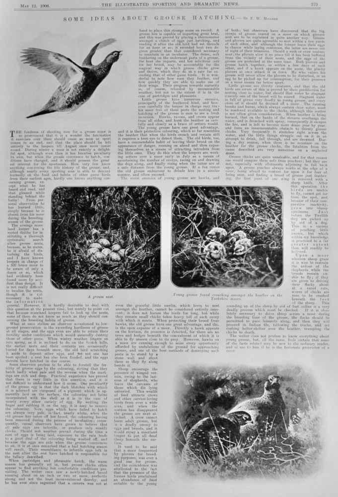 Some Ideas About Grouse Hatching.  1906.