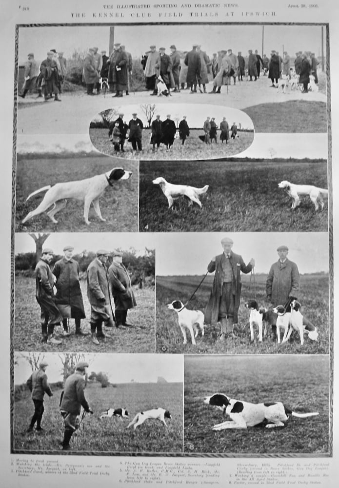 The Kennel Club Field Trials at Ipswich.  1906.