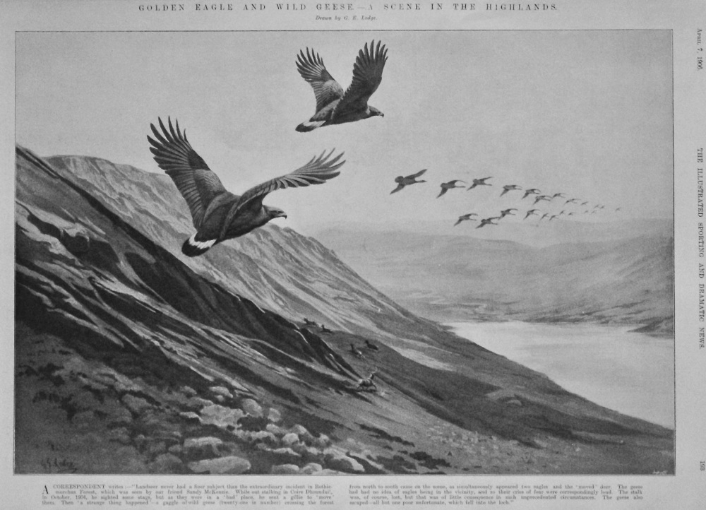 Golden Eagle and Wild Geese.- A Scene in the Highlands.  1906.