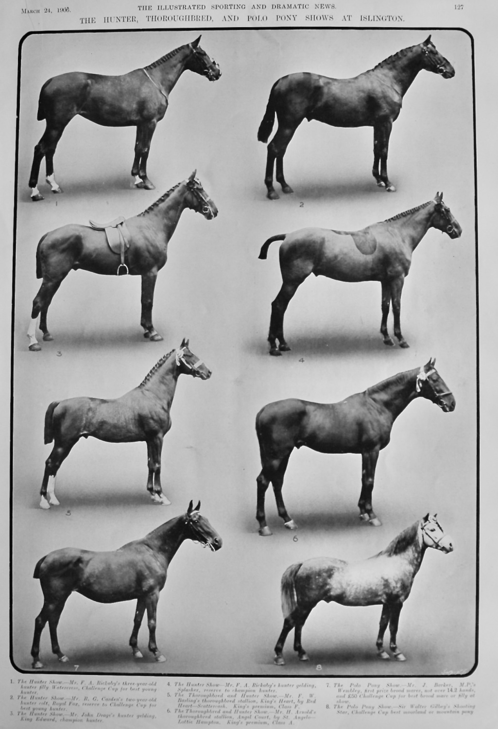 The Hunter, Thoroughbred, and Polo Pony Shows at Islington.  1906.