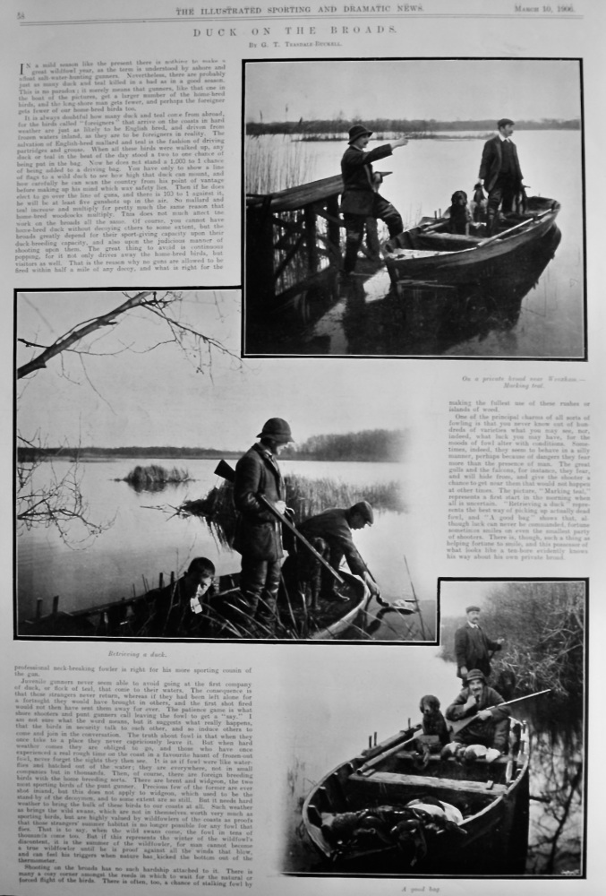 Duck on the Broads. 1906. 