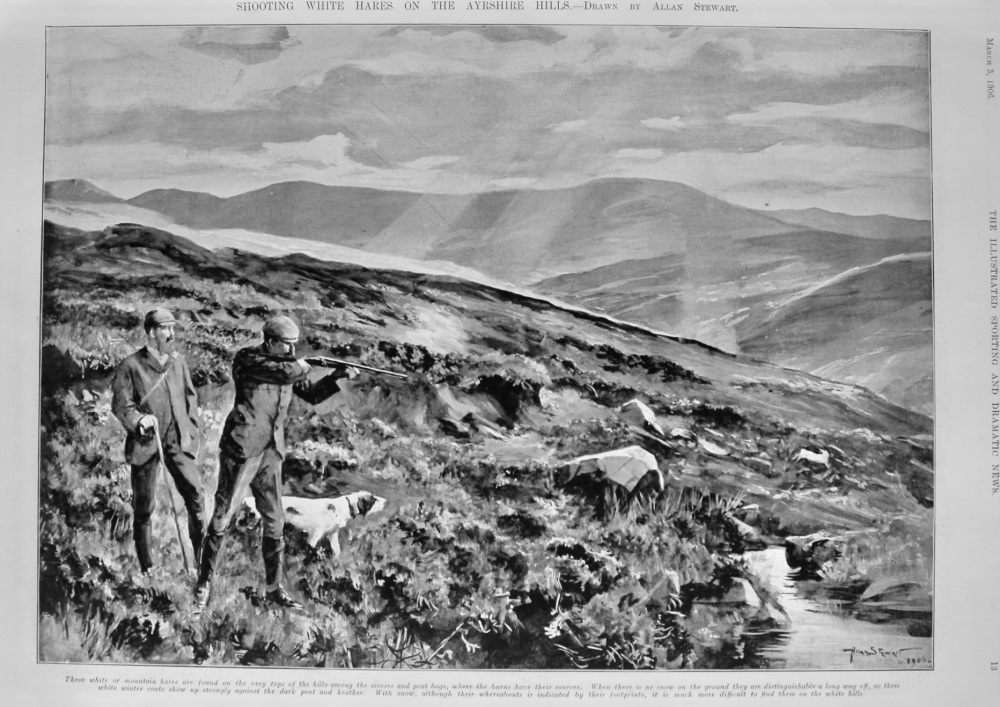 Shooting White Hares on the Ayrshire Hills.  1906.