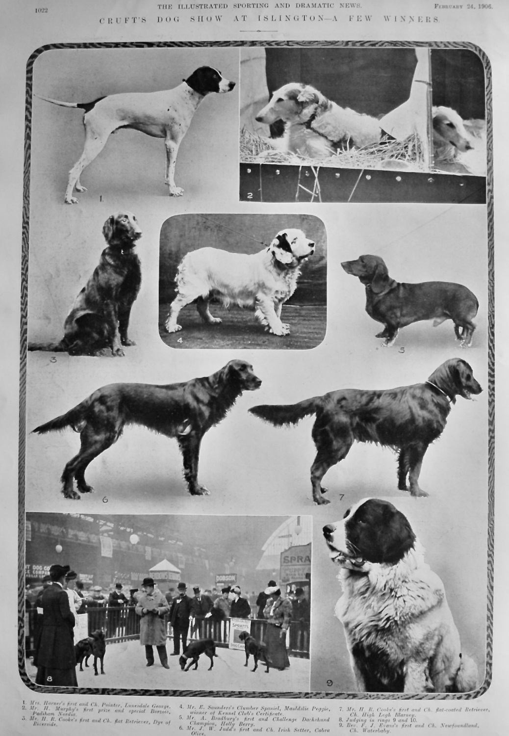Cruft's Dog Show at Islington - A Few Winners.  1906.