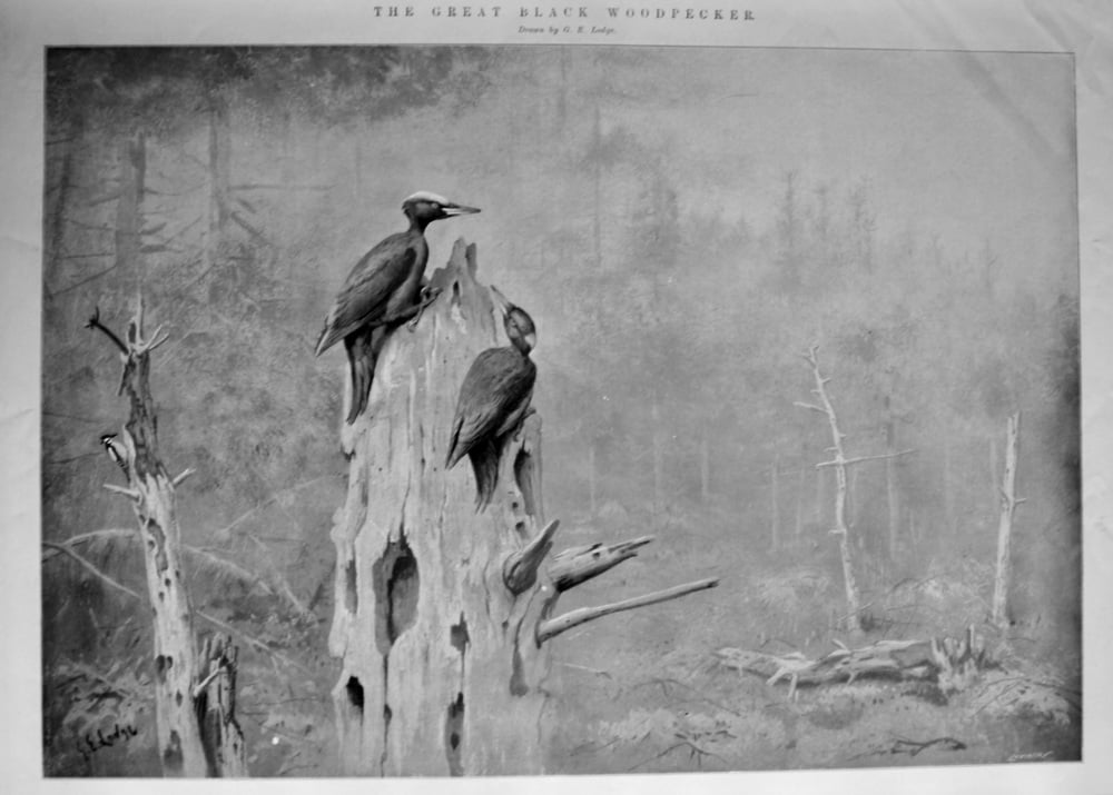 The Great Black Woodpecker.  1906.