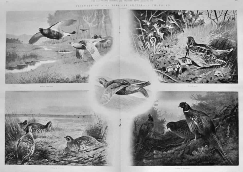 Pictures of Bird Life by Archibald Thorburn. 1906.