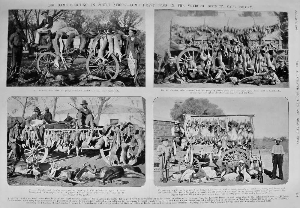Big Game Shooting in South Africa.- Some Heavy Bags in the Vryburg District, Cape Colony.  1906.