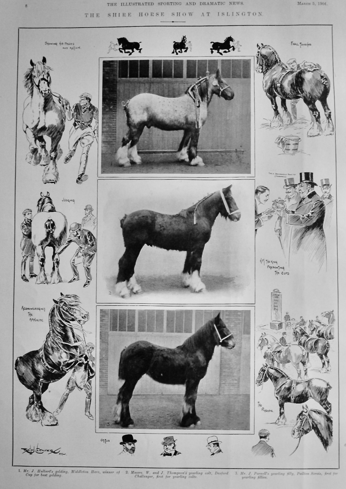 The Shire Horse Show at Islington.  1904.