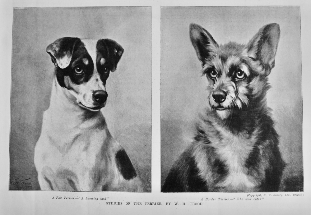 Studies of the Terrier.  1904.