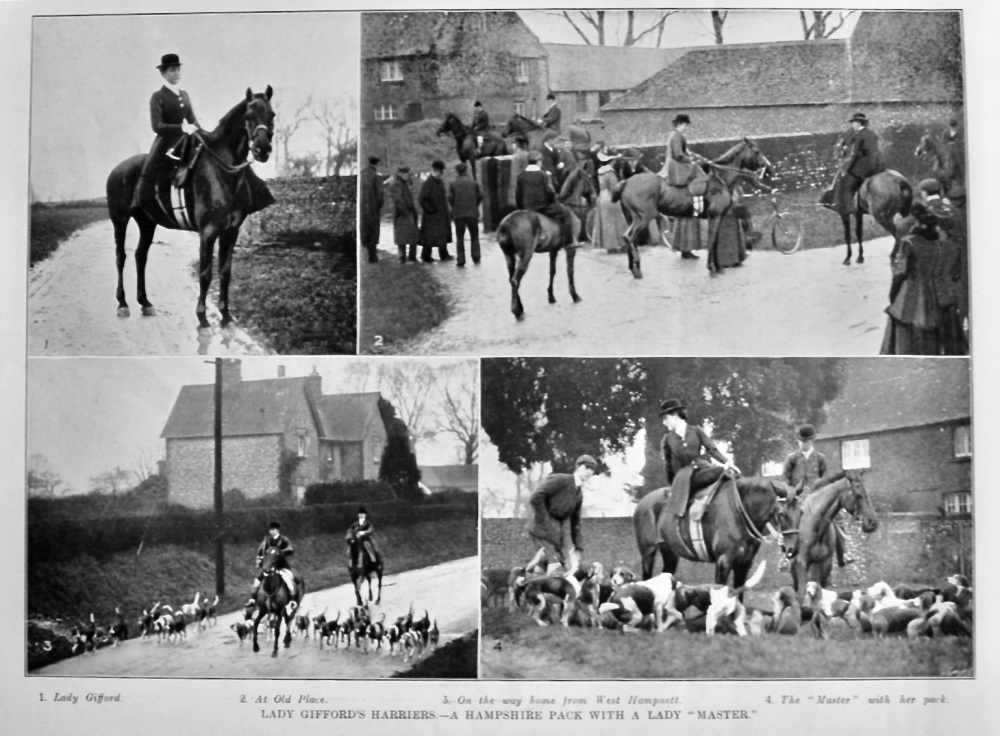 Lady Gifford's Harriers.- A Hampshire Pack with a Lady "Master."  1904.