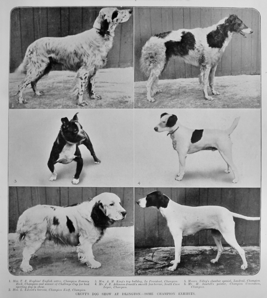 Cruft's Dog Show at Islington.- Some Champion Exhibits.  1904.