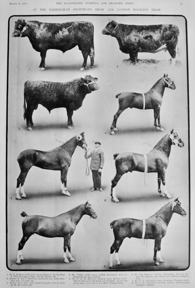 At the Birmingham Shorthorn Show and London Hackney Show.  1904.
