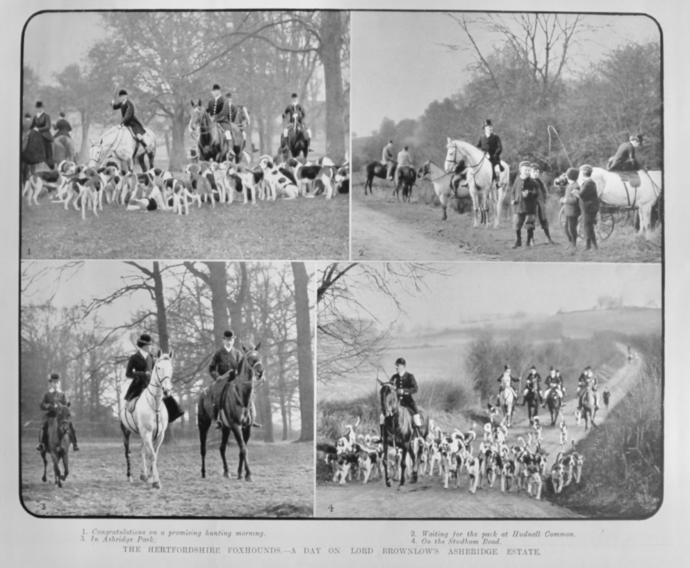 The Hertfordshire Foxhounds.- A Day on Lord Brownlow's Ashridge Estate.  1904.