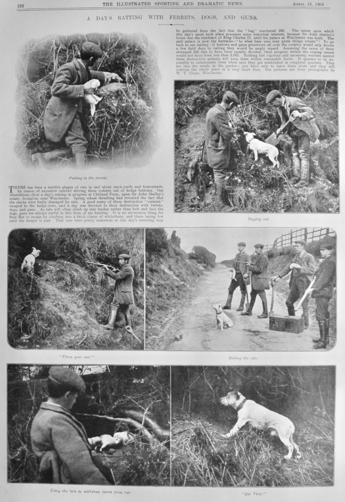 A Day's Ratting with Ferrets, Dogs, and Guns.  1904.