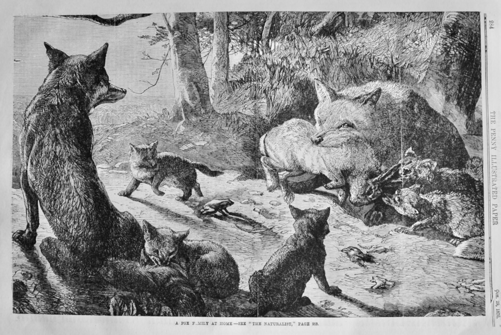 A Fox Family at Home. 1870.