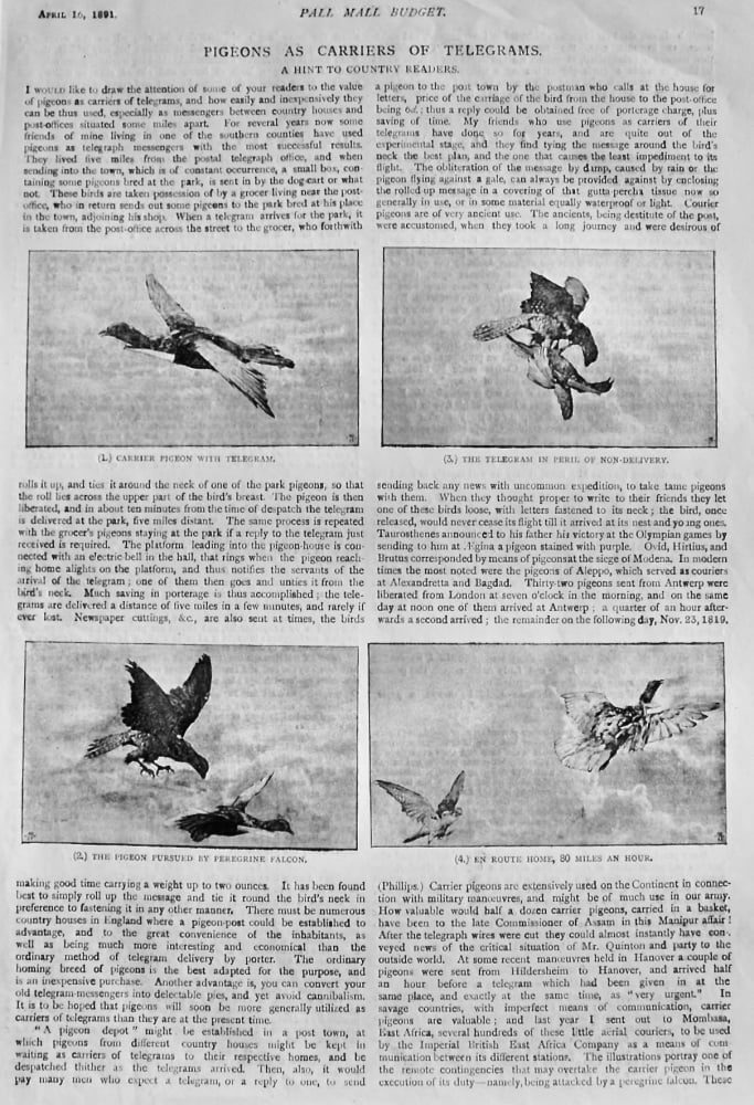 Pigeons as Carriers of Telegrams. : A Hint to Country Readers.  1891.